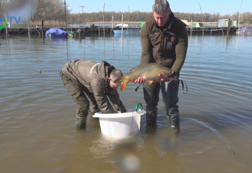 Haltelepítés: Megérkezett az első idei halszállítmány a Tisza-tóba