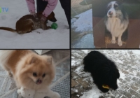 Kutya hideg. Így gondoskodjunk róluk!