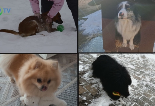 Kutya hideg. Így gondoskodjunk róluk!