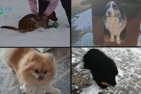 Kutya hideg. Így gondoskodjunk róluk!