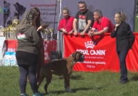 Boxer kiállítást rendeztek Füzesabonyban