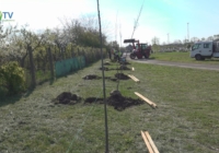 Kislevelű hársfákat ültetett el az önkormányzat