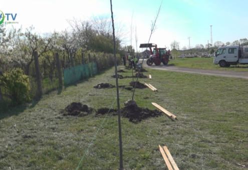 Kislevelű hársfákat ültetett el az önkormányzat