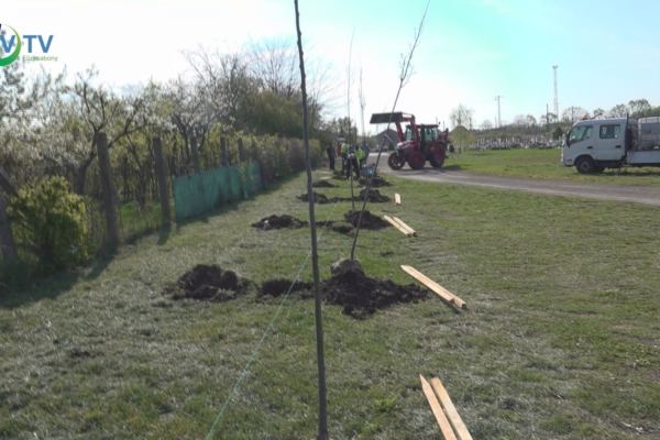 Kislevelű hársfákat ültetett el az önkormányzat